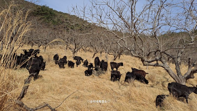 이른 봄 마른 풀밭 비탈에 흩어져 있는 흑염소 떼