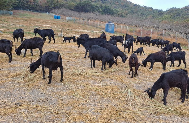 운동장 바닥에 깔아 준 볏짚을 먹는 흑염소 떼