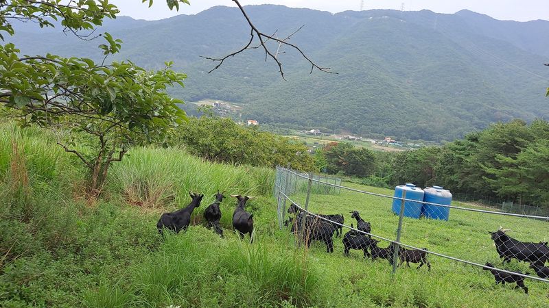울타리 옆 풀밭의 흑염소들과 멀리 보이는 산줄기와 마을